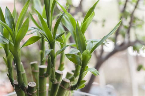 風水 植物|風水植物｜不只富貴竹！7款招財/招桃花植物推介+不可不知風水 